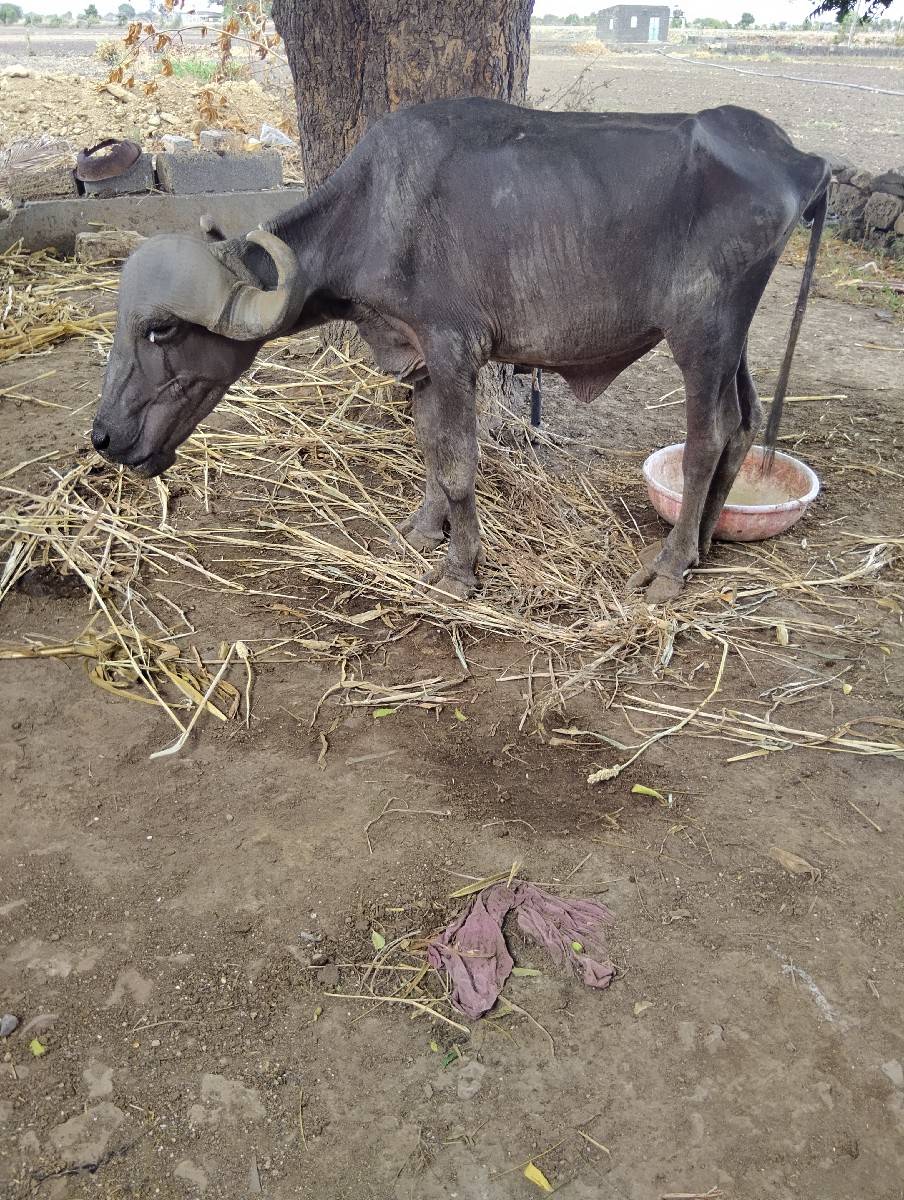 ખડેલુ વેચવાનુ છે