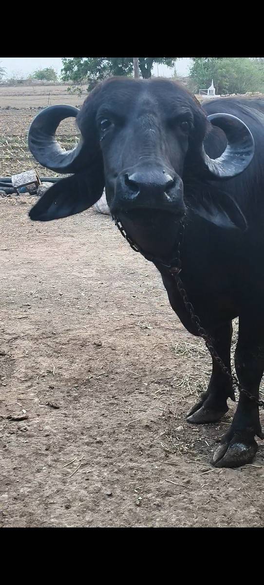 2 પેલા વેતર ના ખણેલા વેચવાના છે