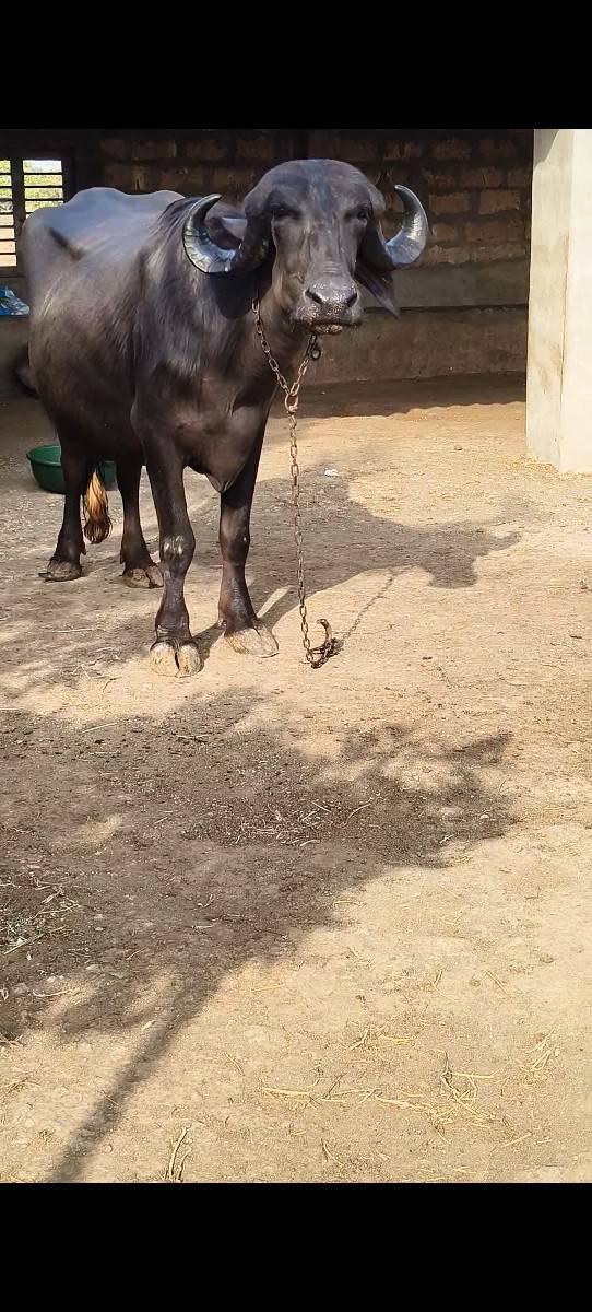 2 પેલા વેતર ના ખણેલા વેચવાના છે