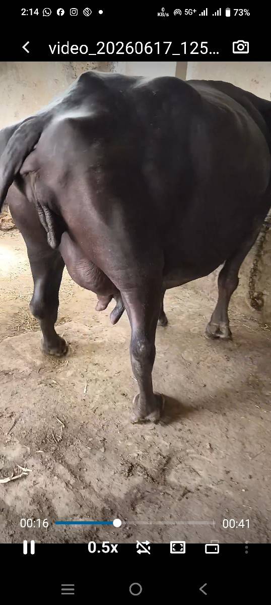 ભેંસ વેચવાની છે