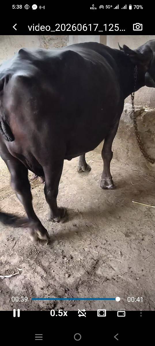 ભેંસ વેચવાની છે