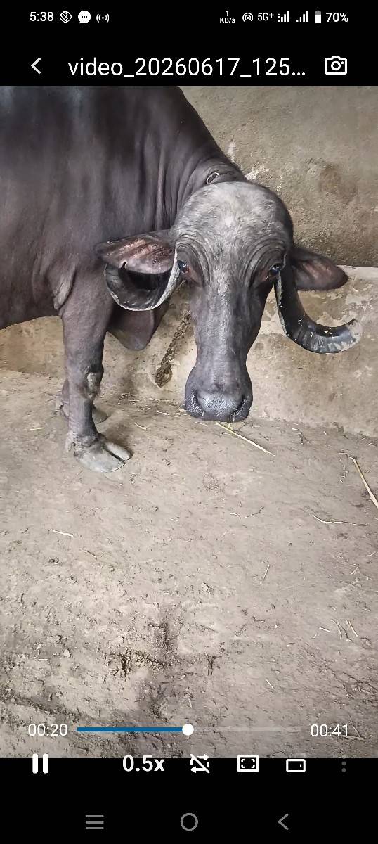 ભેંસ વેચવાની છે