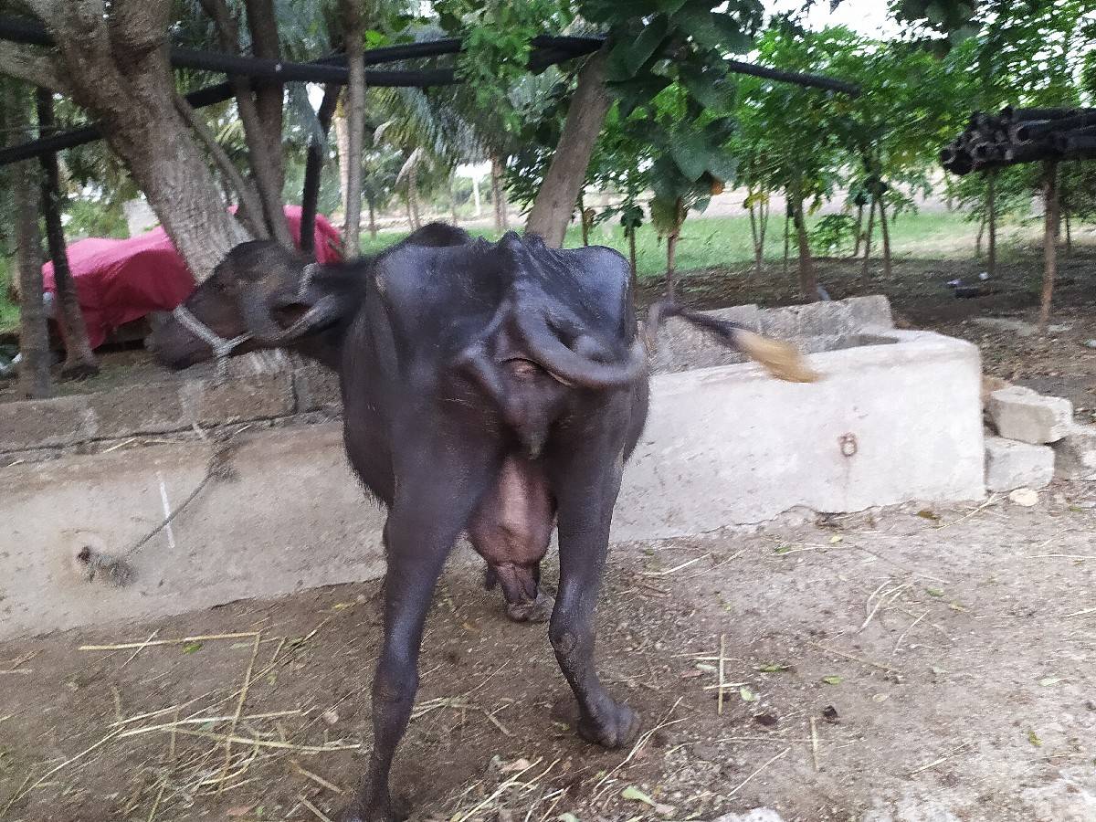 ભેંસ વેચવાની છે કોલીખડા પોરબંદર