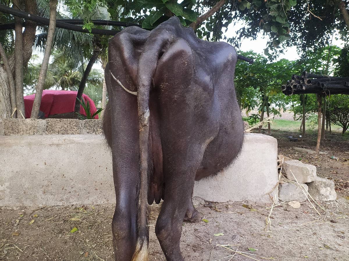 ભેંસ વેચવાની છે કોલીખડા પોરબંદર