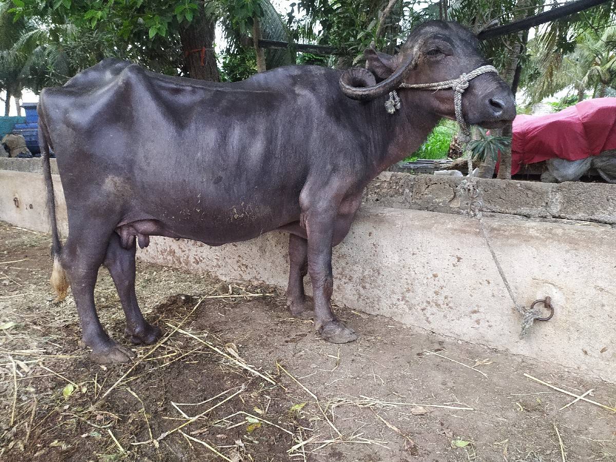 ભેંસ વેચવાની છે કોલીખડા પોરબંદર