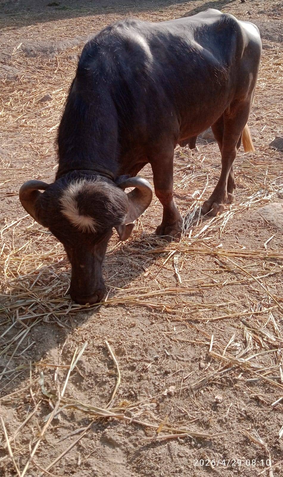 પાડો વેચવાનો છે
