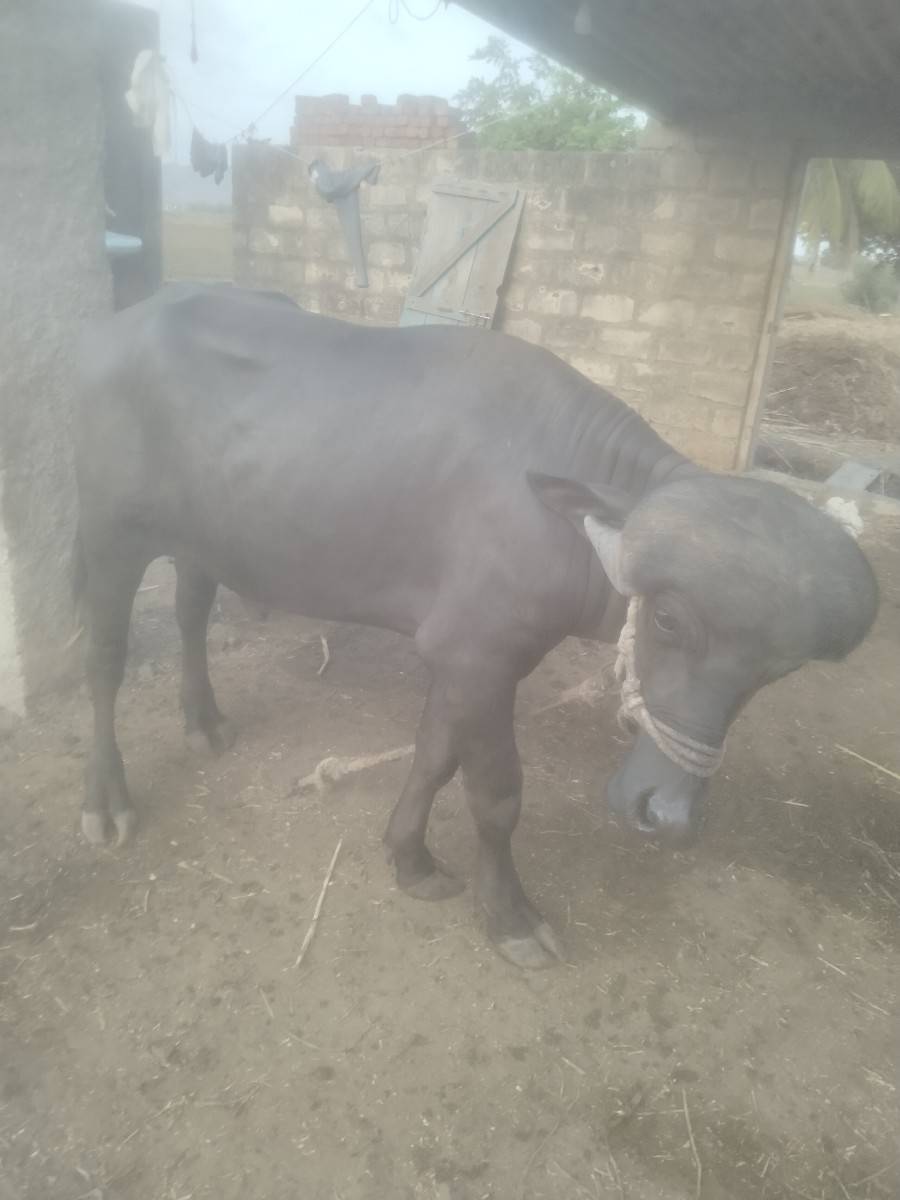 પાડો  વેચવા  નો. છે