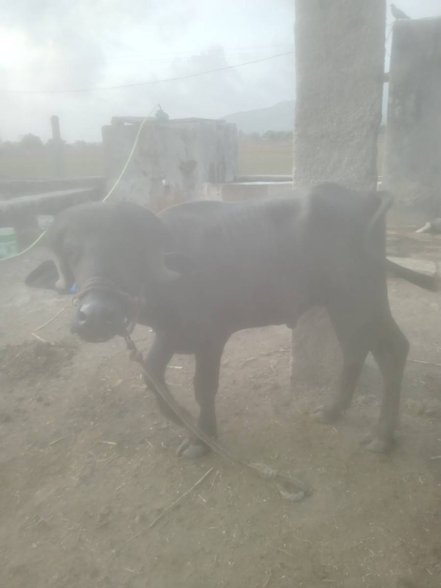 પાડો  વેચવા  નો. છે