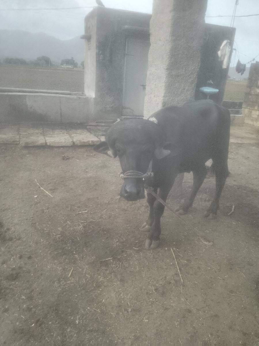 પાડો  વેચવા  નો. છે