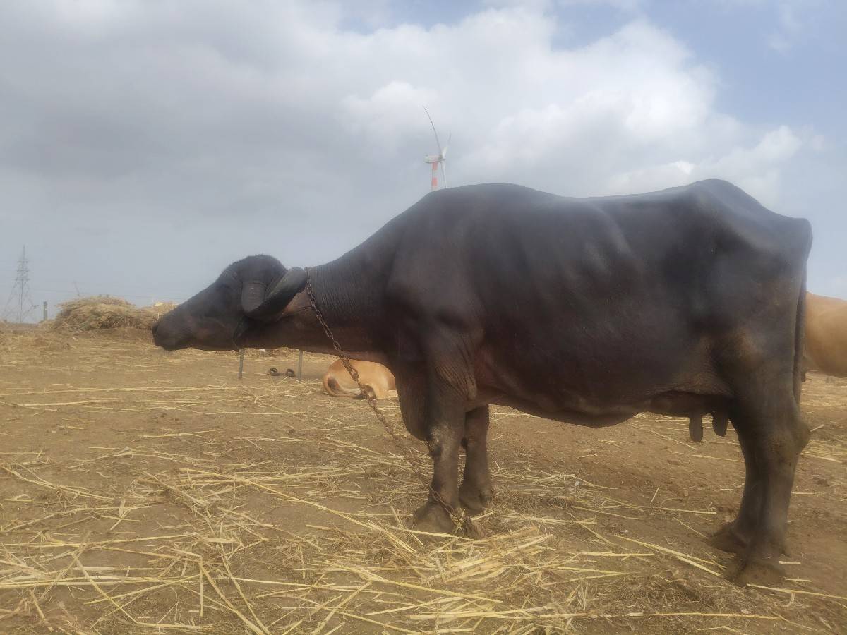ભેંસ વેચવાની છે
