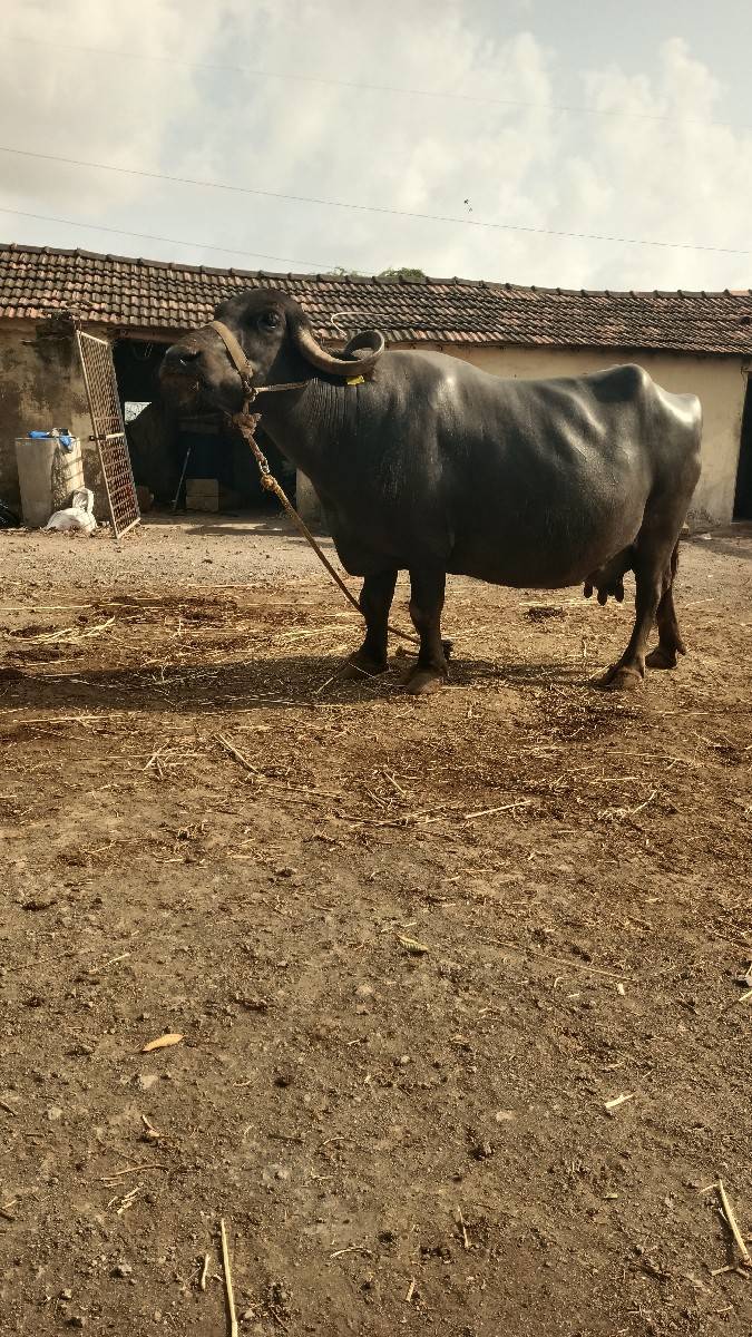4 વેતર 3દિવસ ની કાચી