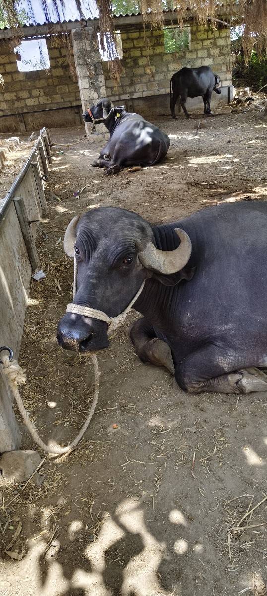 10/12ની વાર સે