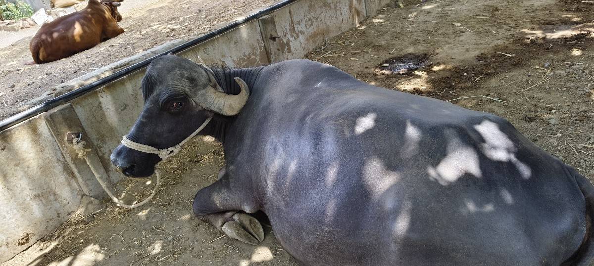 10/12ની વાર સે
