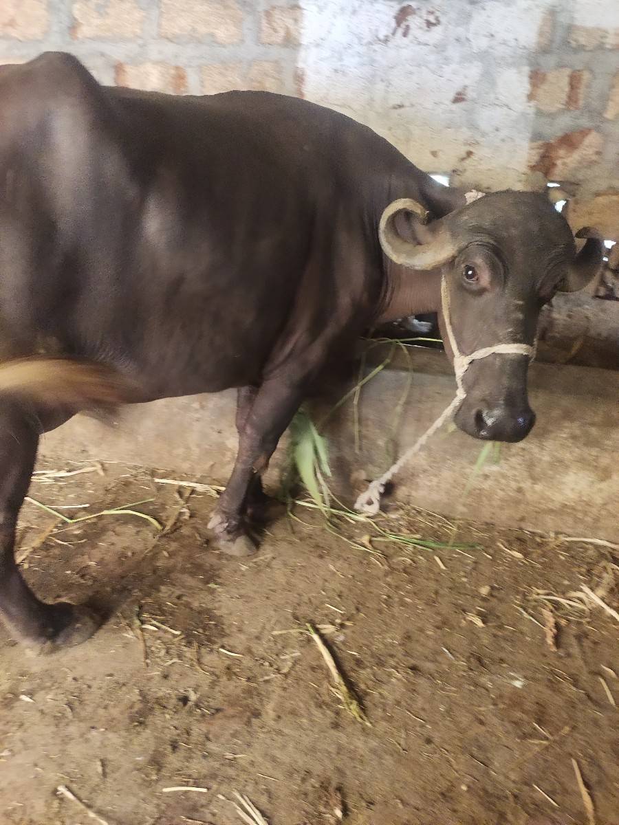 ભેસ