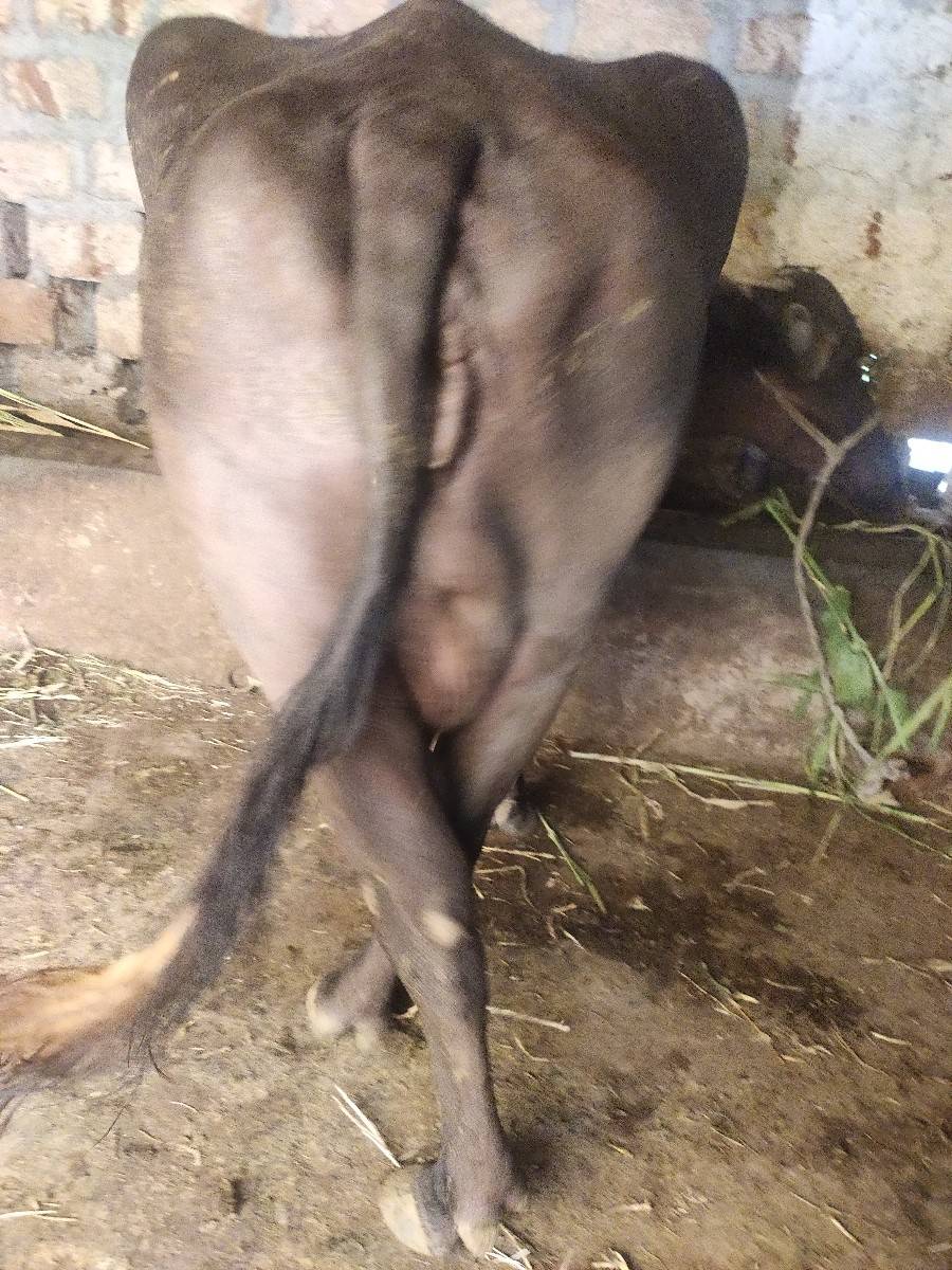 ભેસ