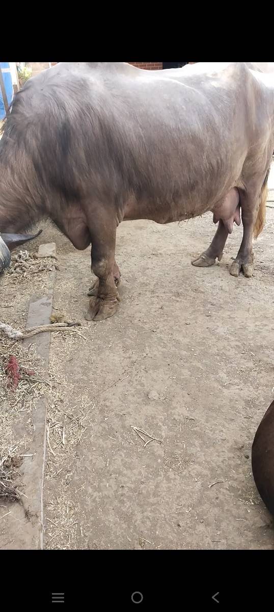 ભેંસ વેચવાની છે
