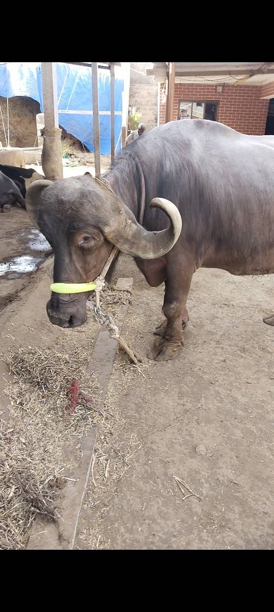 ભેંસ વેચવાની છે