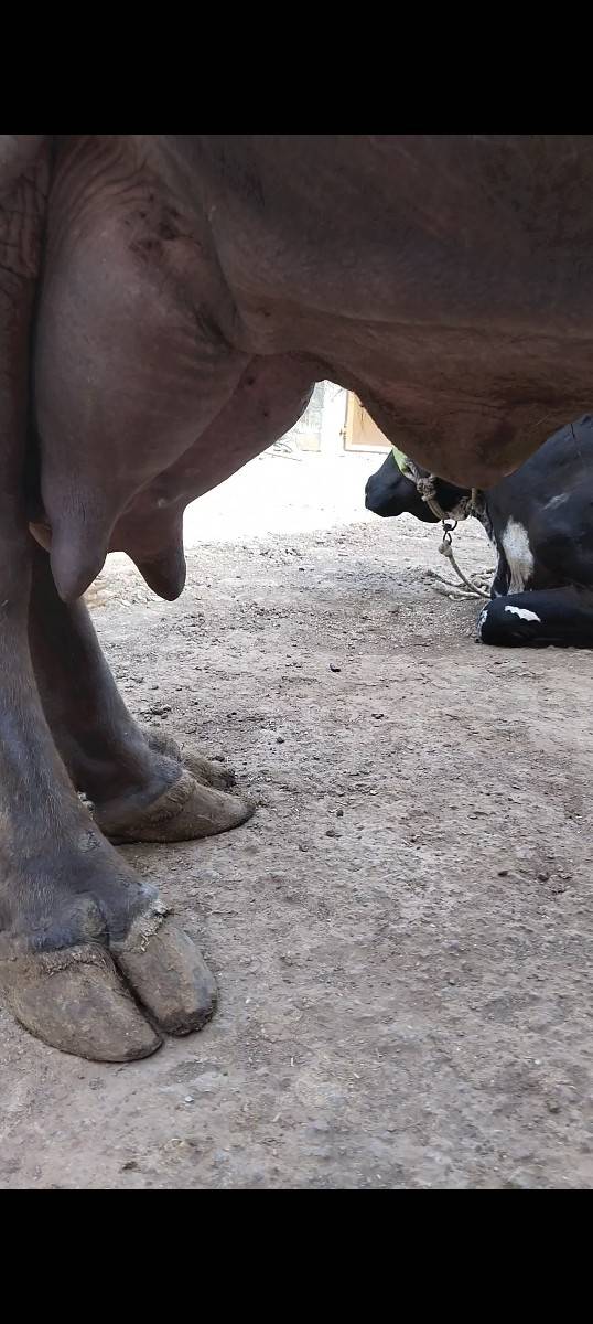 ભેંસ વેચવાની છે
