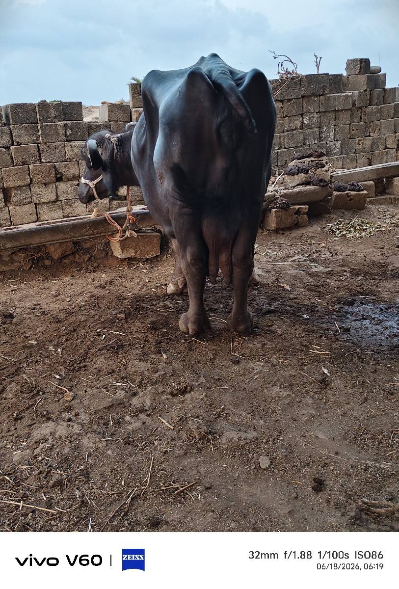 buffalo