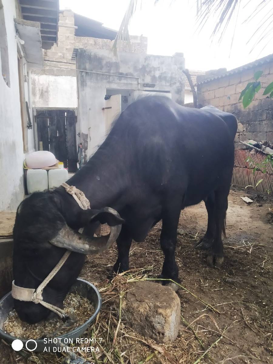 આ ભેસ વેચવાની છે.