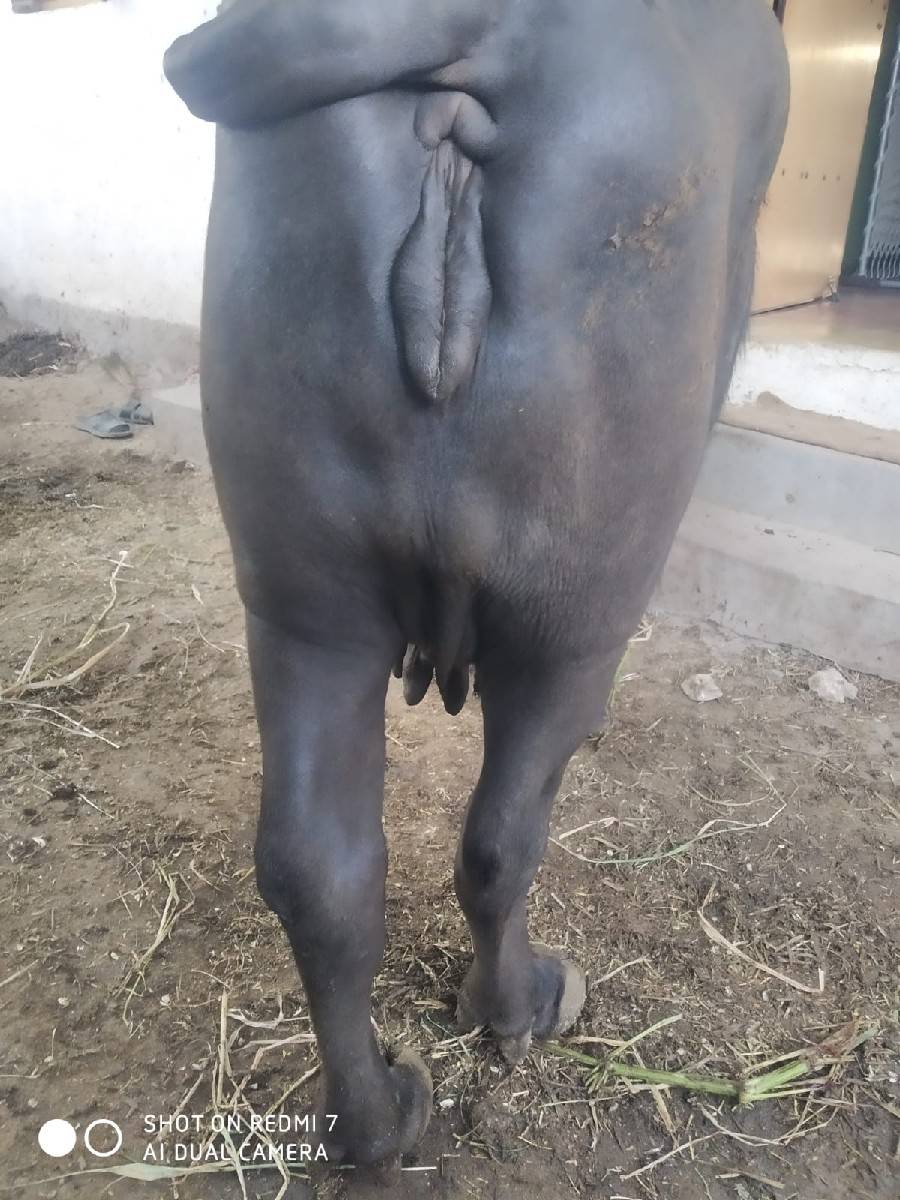 આ ભેસ વેચવાની છે.
