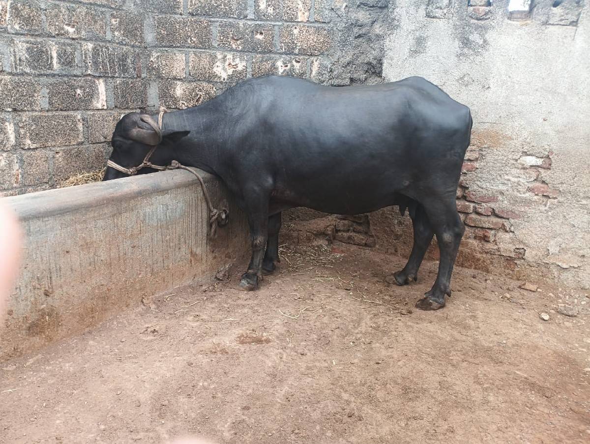 ભેંશ વેચવાની છે બીજું વેતર
