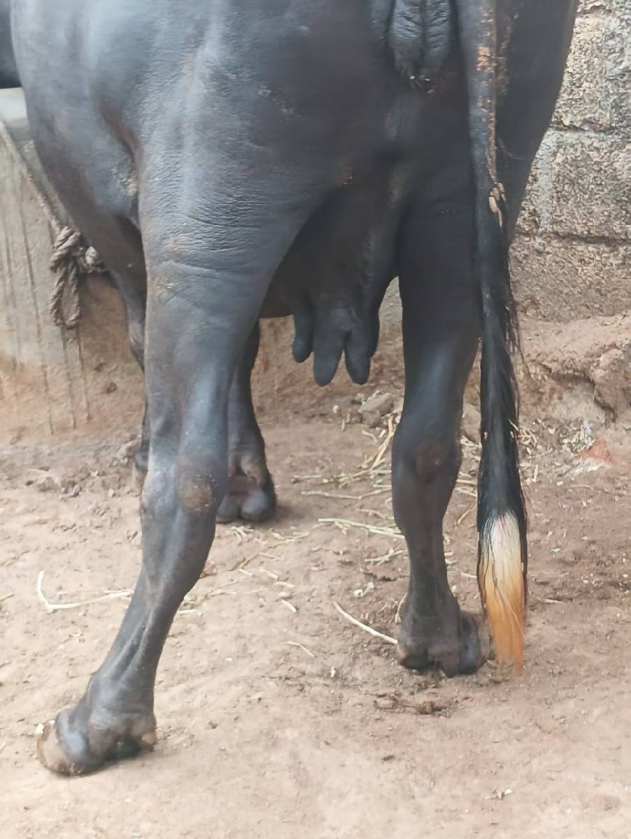 ભેંશ વેચવાની છે બીજું વેતર