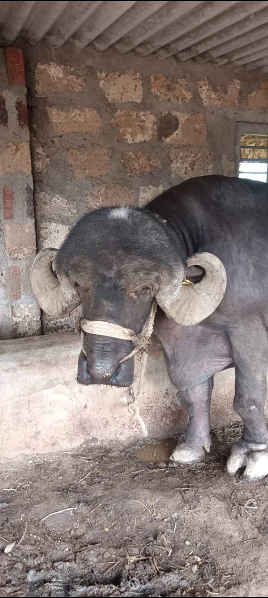 આ પાડો વેચવા છે