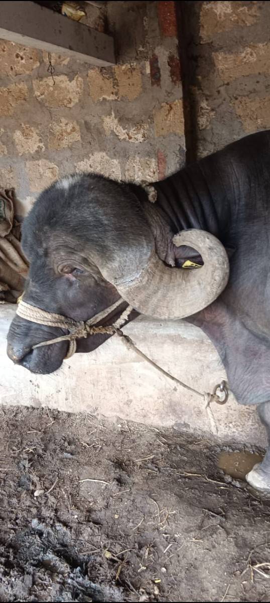 આ પાડો વેચવા છે