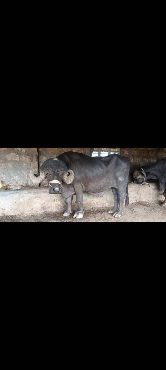 આ પાડો વેચવા છે