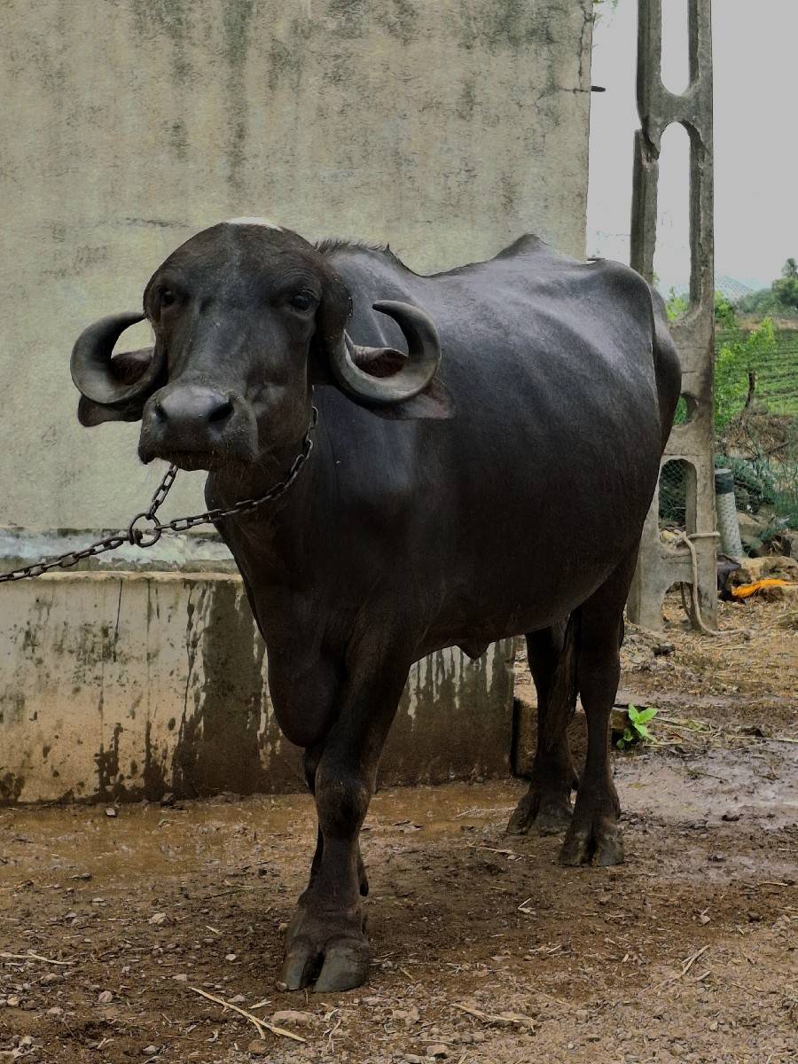 ભેસ વેચવાની છે