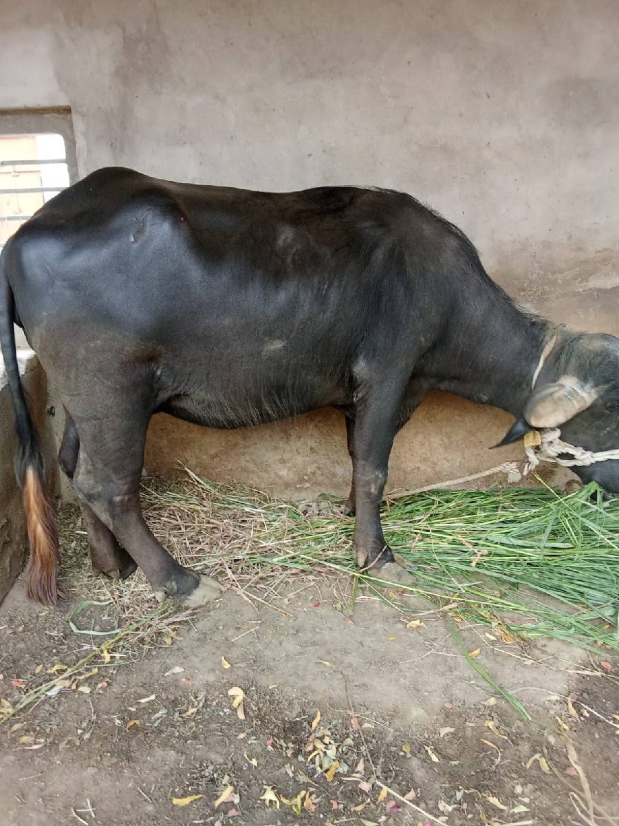 ભેસ વેચવાની છે