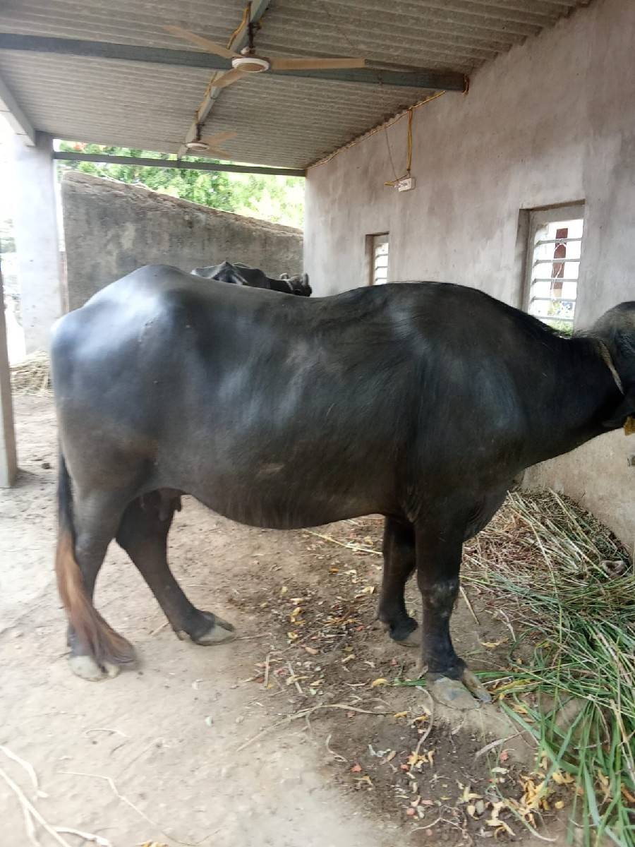 ભેસ વેચવાની છે