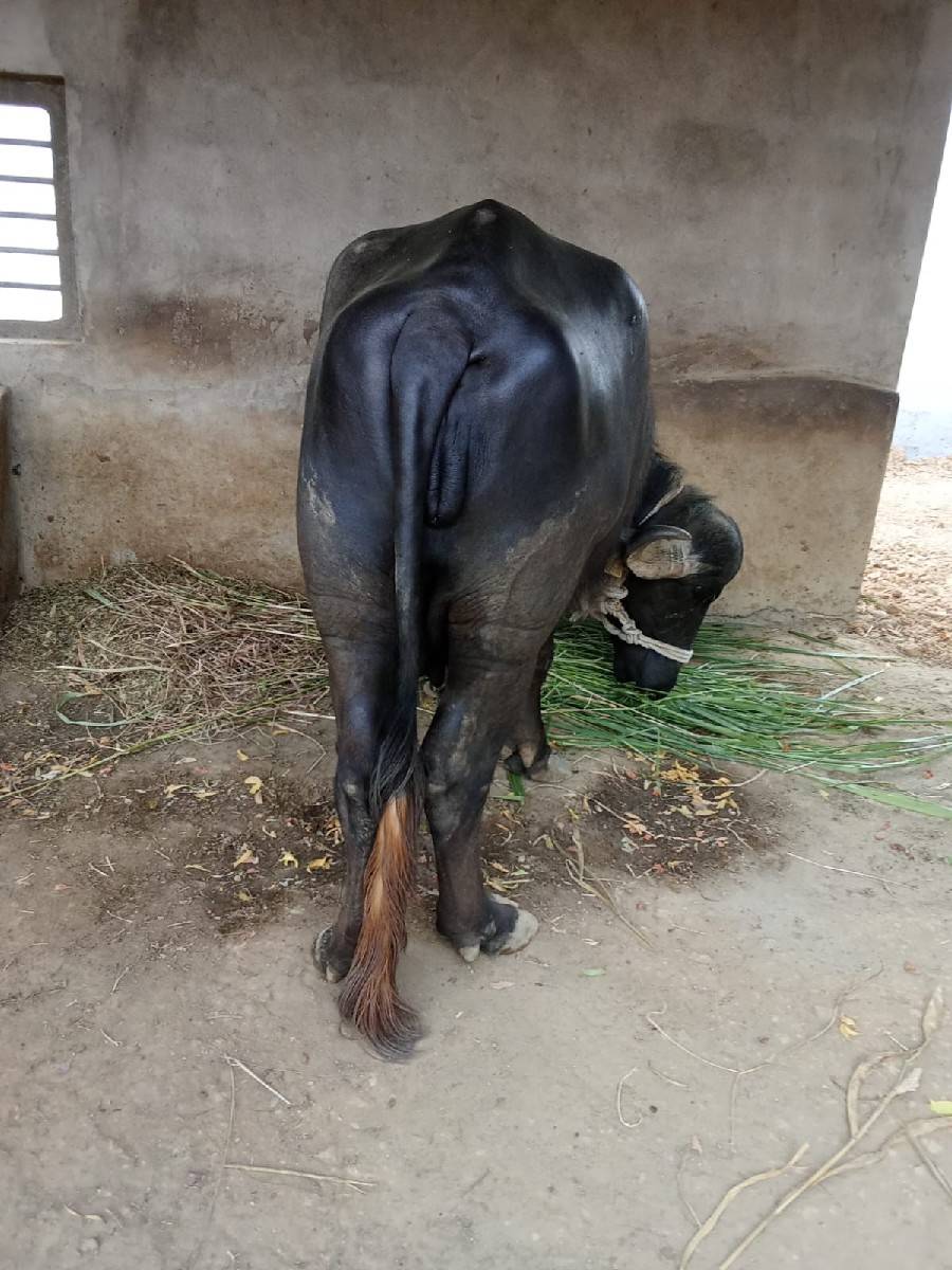 ભેસ વેચવાની છે