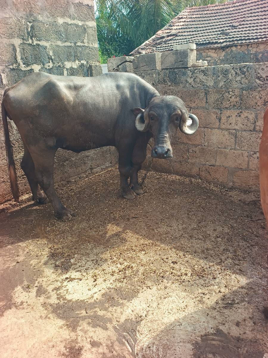 ખડેલુ વેચવાનું શે