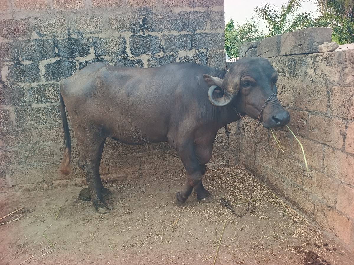 ખડેલુ વેચવાનું શે