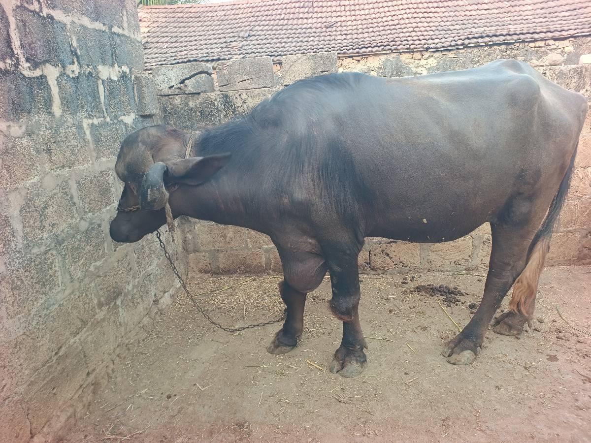 ખડેલુ વેચવાનું શે
