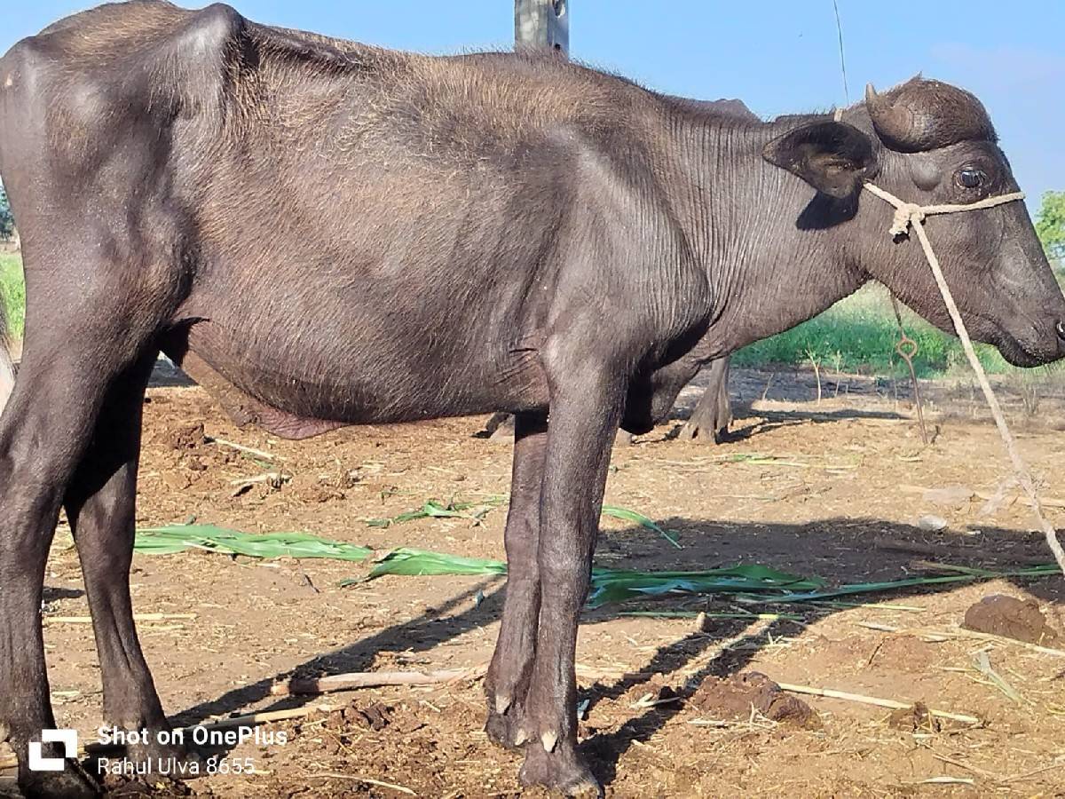 પાડો વેચવાનો છે