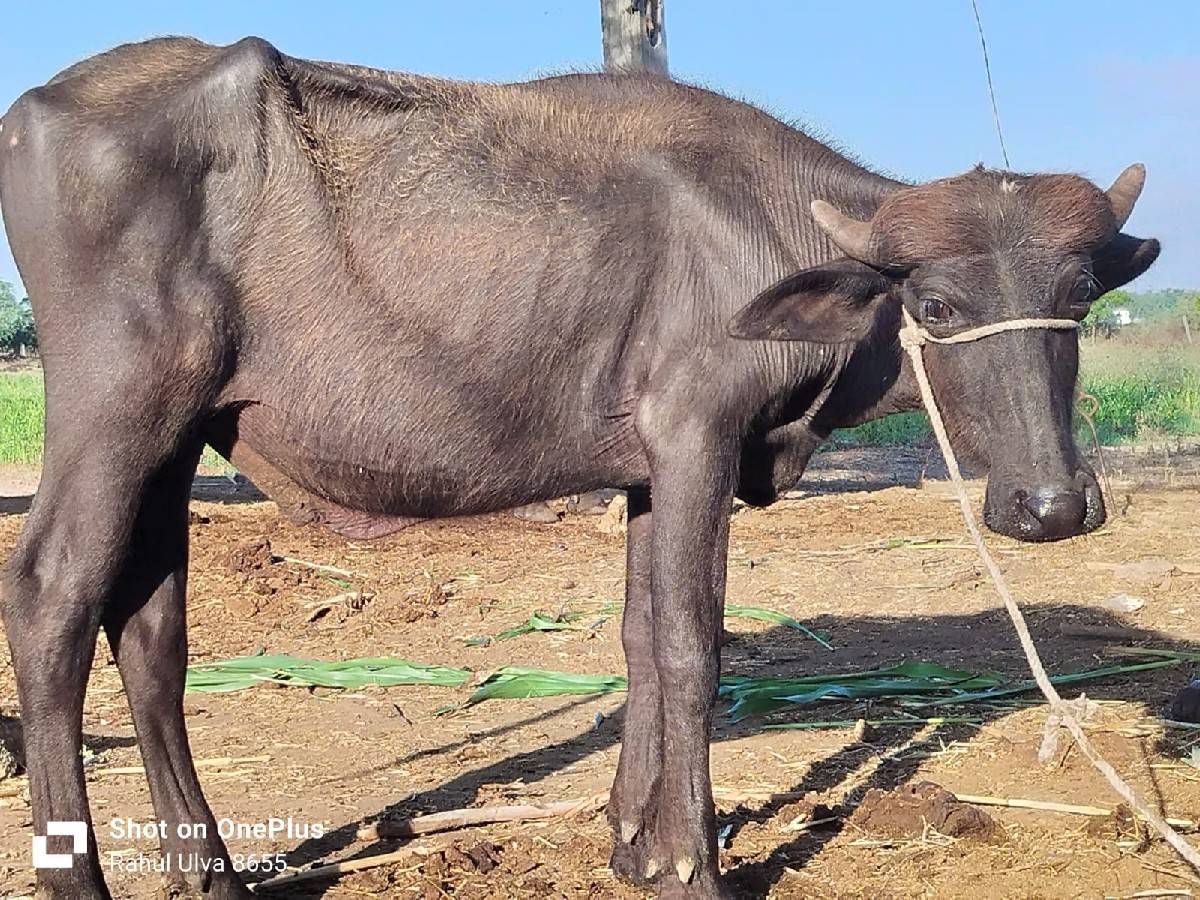 પાડો વેચવાનો છે