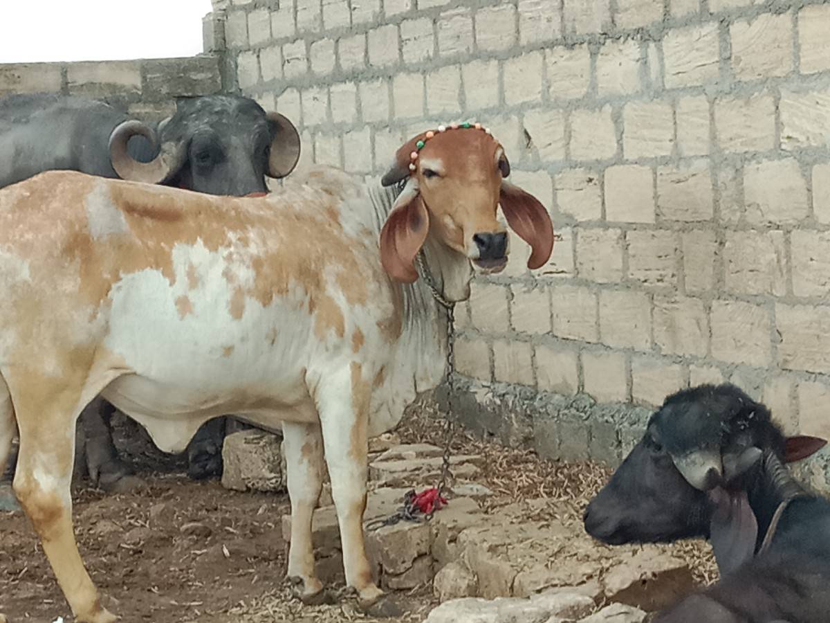 ભેંસ વેચવાની છે