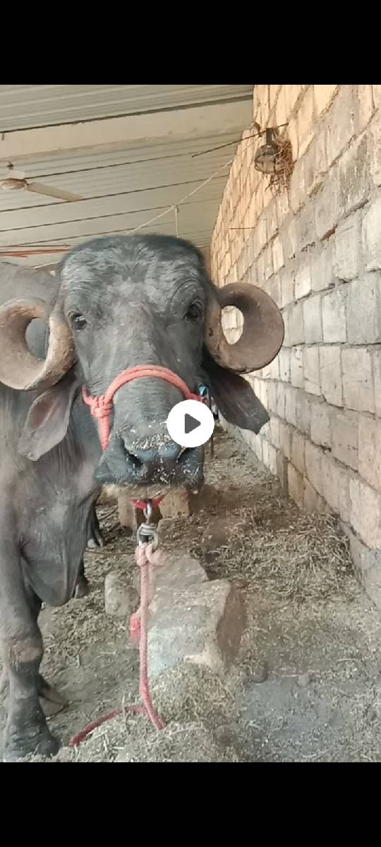ભેંસ વેચવાની છે