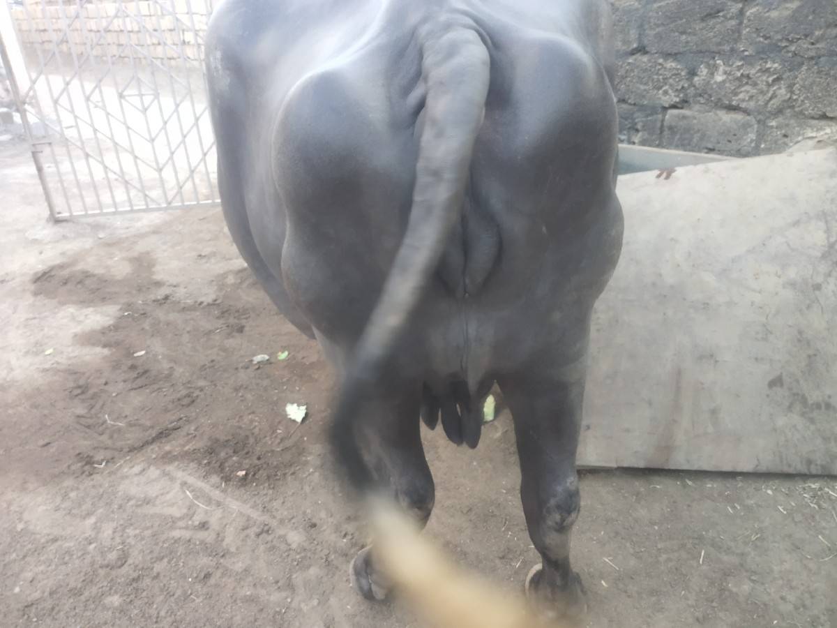 ભેસ  વેચવાની છે