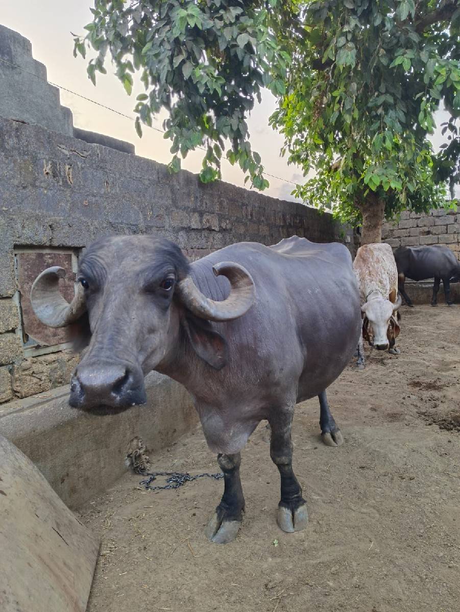 ભેસ  વેચવાની છે