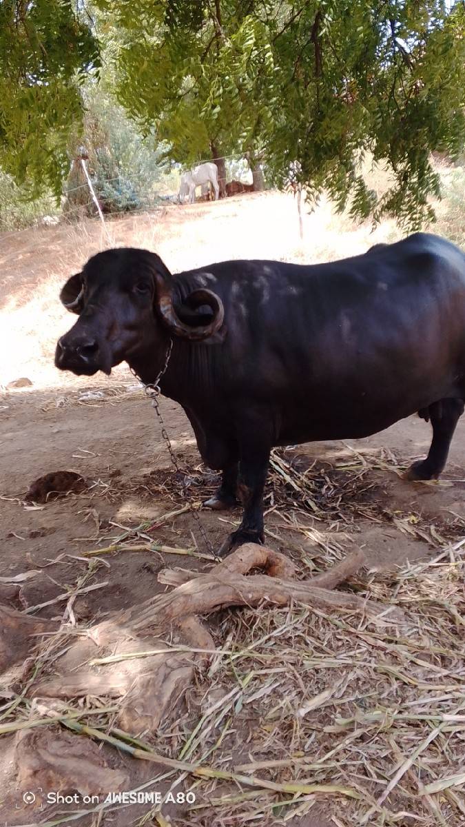 3 ju વેતર 8 મહિના ની ગાભણ