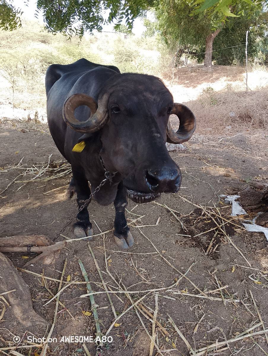 3 ju વેતર 8 મહિના ની ગાભણ