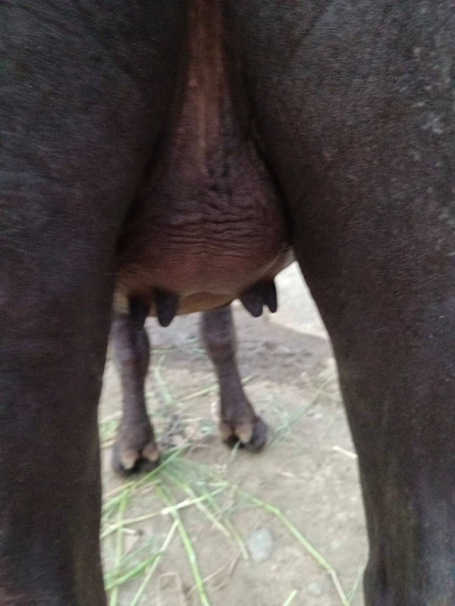 ખડેલા વેસવાના છે