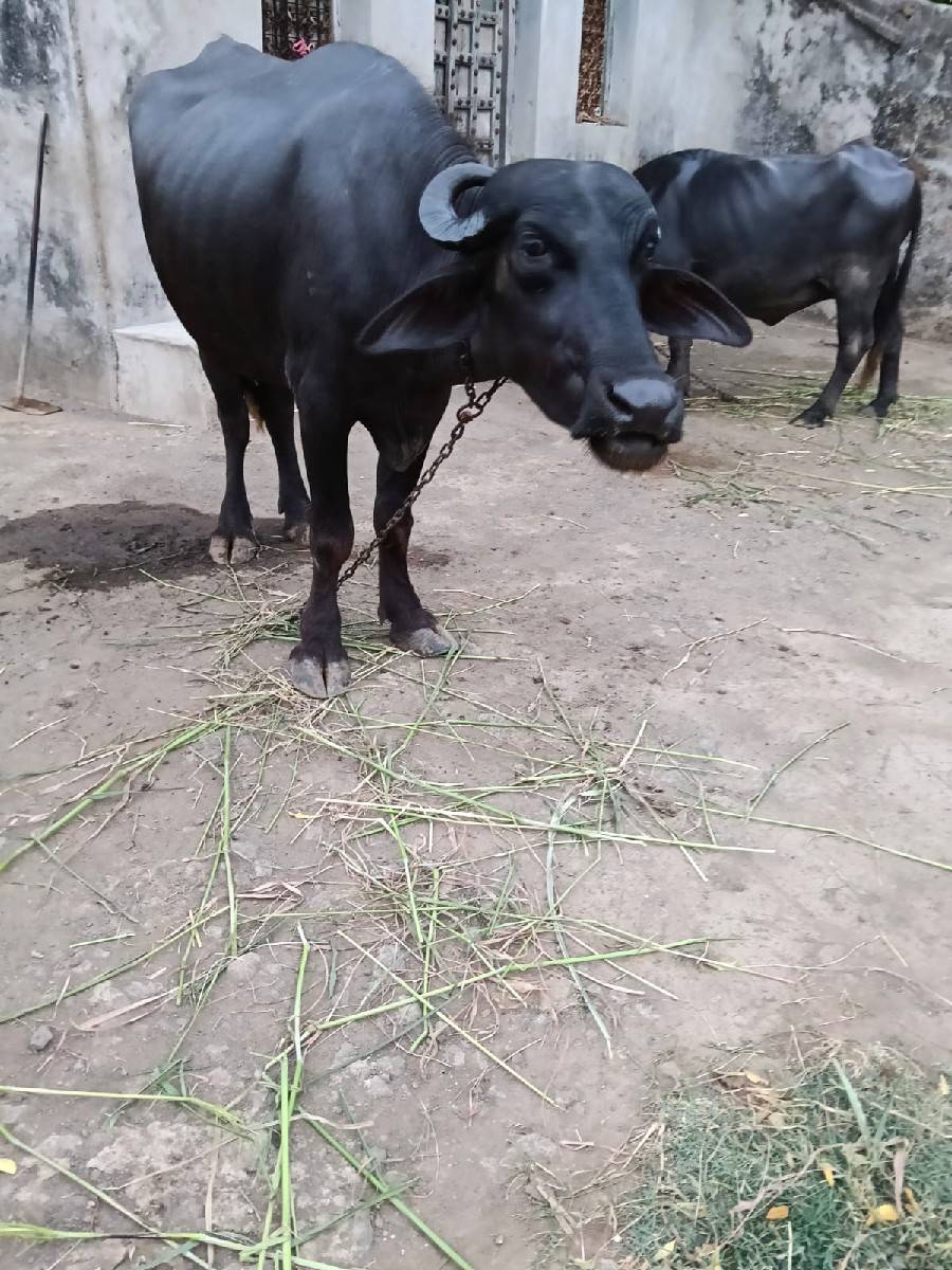 ખડેલા વેસવાના છે
