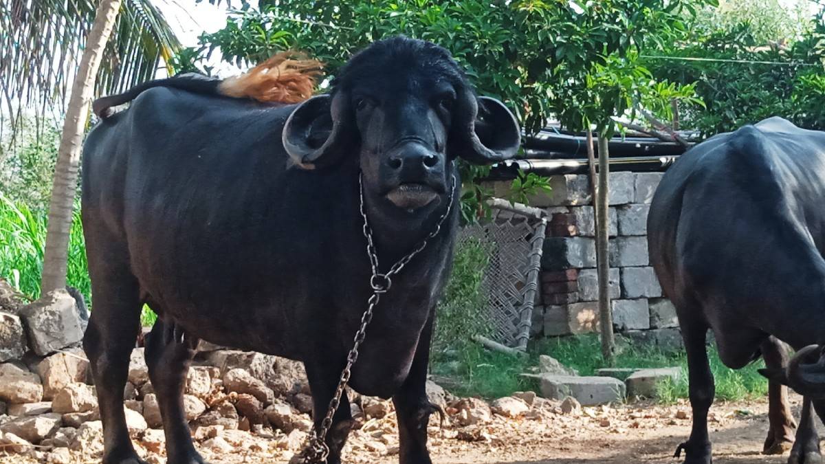 બે ભેંસો વેચવાની છે