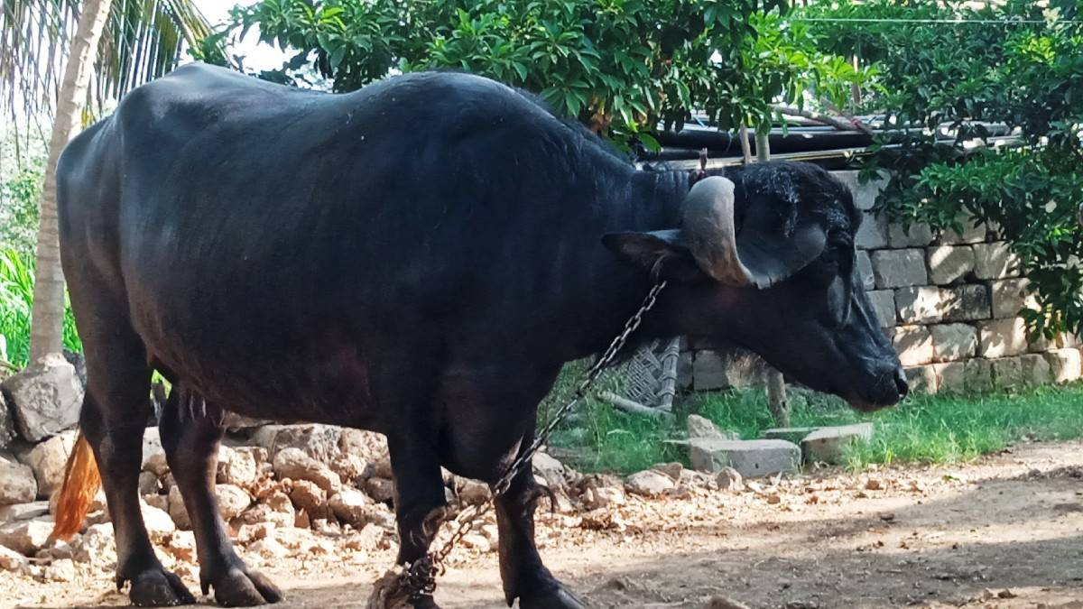 બે ભેંસો વેચવાની છે