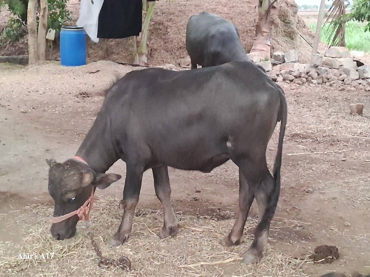 1 ભેસ અને 1 ખડેલી વેચવાની છે